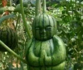 广西吃瓜爆料事件真相,揭秘背后真相与网络舆论的反思